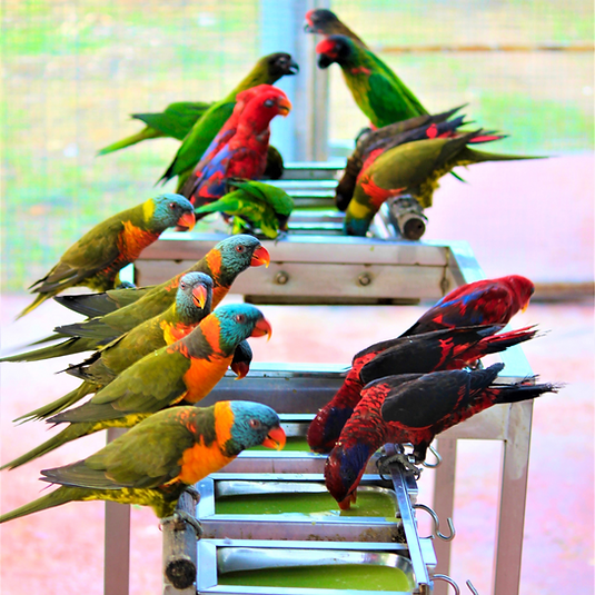c33ca2_40f4ab6a5b9a48299a06aaab5f7b4dbb~mv2.png
